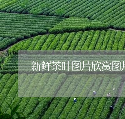 新鲜茶叶图片欣赏图片/2023092278504