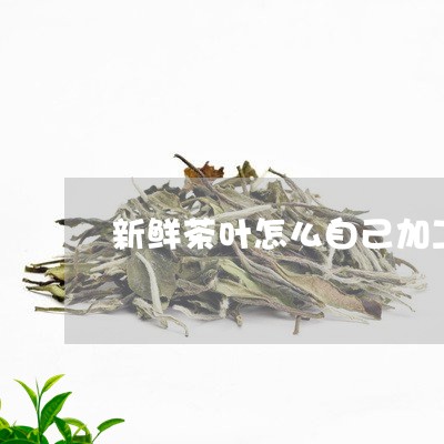 新鲜茶叶怎么自己加工/2023092390492