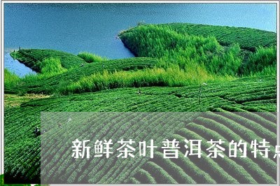 新鲜茶叶普洱茶的特点和功效/2023052809504