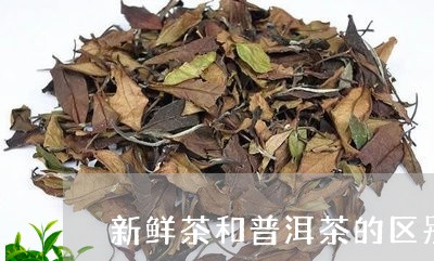 新鲜茶和普洱茶的区别/2023100725051