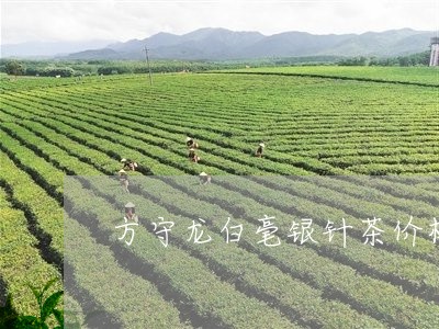 方守龙白毫银针茶价格/2023092106069