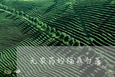 无农药的福鼎白茶/2023062100494