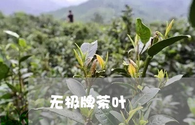 无极牌茶叶/2023041741524