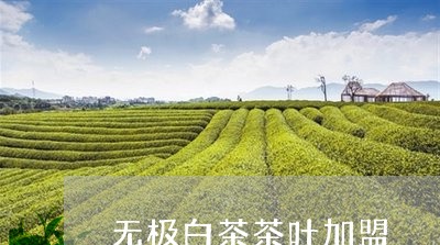 无极白茶茶叶加盟/2023062168607