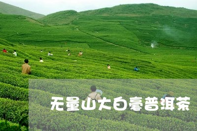 无量山大白毫普洱茶/2023120574837