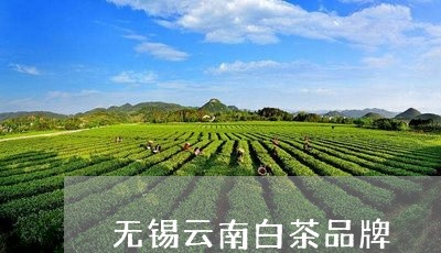 无锡云南白茶品牌/2023062145149