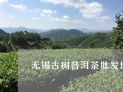 无锡古树普洱茶批发地址/2023081776938