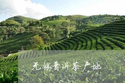 无锡普洱茶产地/2023082931603