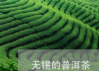 无锡的普洱茶/2023091301826