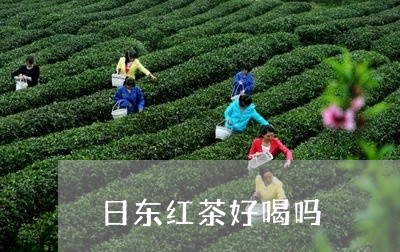 日东红茶好喝吗/2023042901517