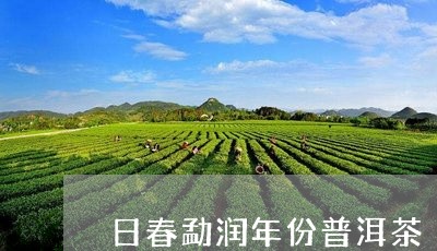 日春勐润年份普洱茶/2023112785158