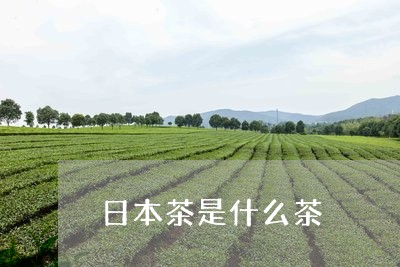 日本茶是什么茶/2023042943477