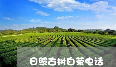 日照古树白茶电话/2023062188171