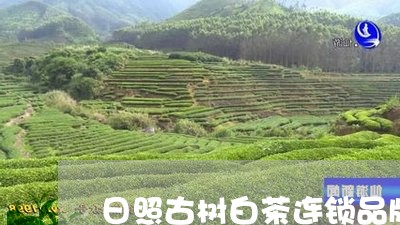 日照古树白茶连锁品牌/2023100208369