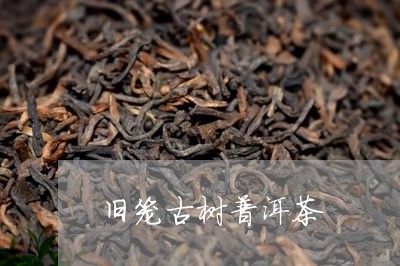 旧笼古树普洱茶/2023101658248