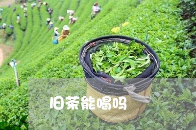 旧茶能喝吗/2023090246069