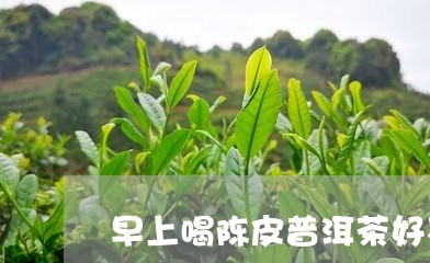 早上喝陈皮普洱茶好不好/2023050504068