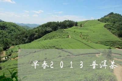 早春2013普洱茶/2023091415050