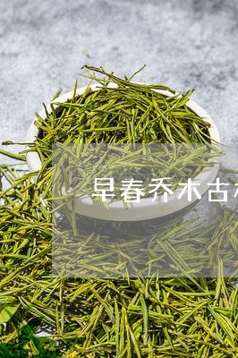 早春乔木古树普洱饼茶/2023061382616