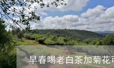 早春喝老白茶加菊花可以吗/2023111791703