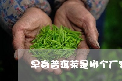 早春普洱茶是哪个厂家/2023100569303