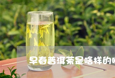 早春普洱茶是啥样的啊价格/2023112497262