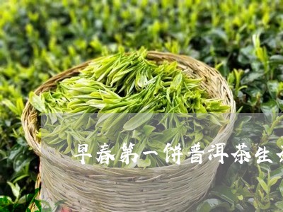 早春第一饼普洱茶生茶/2023062948491