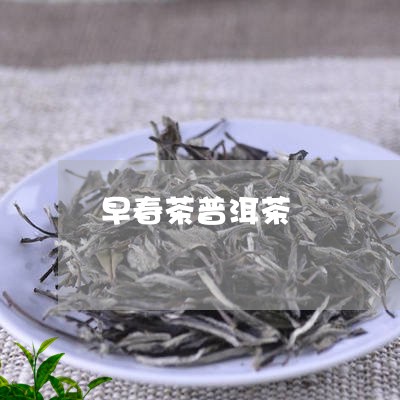 早春茶普洱茶/2023042614739