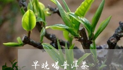 早晚喝普洱茶/2023042788260