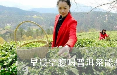 早晨空腹喝普洱茶能减肥吗女/2023112614027