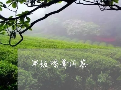 早饭喝普洱茶/2023042797559