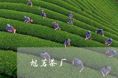 旭茗茶厂/2023121991816