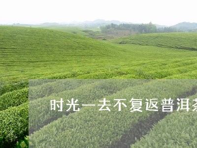 时光一去不复返普洱茶/2023092537371