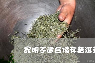 昆明不适合储存普洱茶/2023092839281