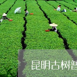 昆明古树普洱茶专卖店/2023092819482