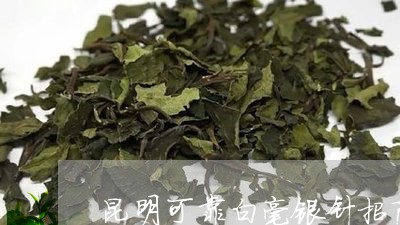 昆明可靠白毫银针招商/2023100203926