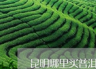 昆明哪里买普洱茶的多/2023120782603