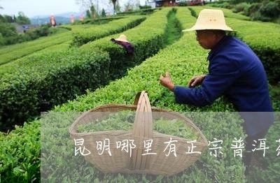 昆明哪里有正宗普洱茶/2023100565025