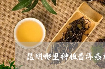 昆明哪里种植普洱茶最多/2023102414939