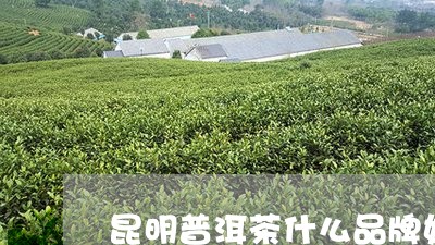 昆明普洱茶什么品牌好/2023080195836