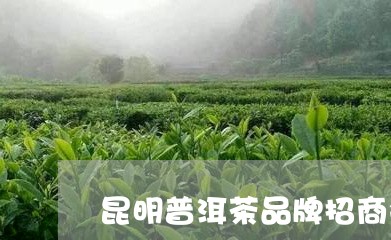 昆明普洱茶品牌招商会/2023092501735