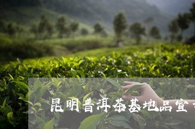 昆明普洱茶基地品宣号橱窗/2023110208515