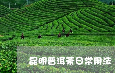 昆明普洱茶日常用法/2023121628382