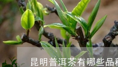 昆明普洱茶有哪些品种/2023100552825