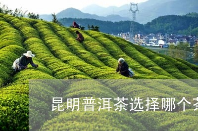 昆明普洱茶选择哪个茶厂/2023103156260