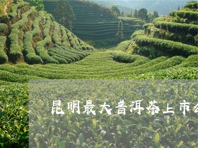 昆明最大普洱茶上市公司/2023110199581