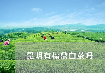 昆明有福鼎白茶吗/2023062104159