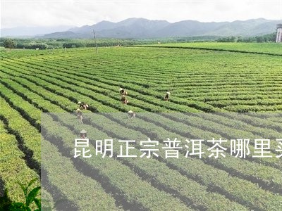 昆明正宗普洱茶哪里买/2023100689504