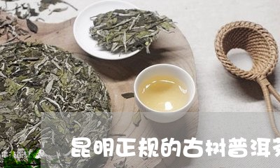 昆明正规的古树普洱茶在哪里买/2023121600502