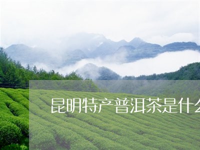 昆明特产普洱茶是什么茶/2023101039384